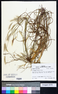 Andropogon ternarius image