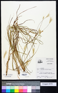 Andropogon ternarius image