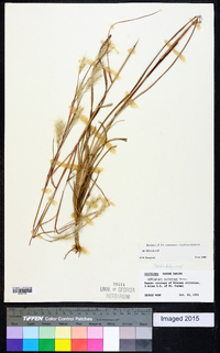 Andropogon ternarius image