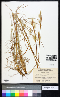 Andropogon ternarius image