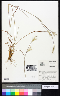 Andropogon ternarius image