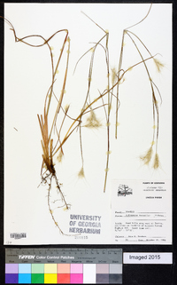 Andropogon ternarius image