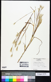 Andropogon ternarius image