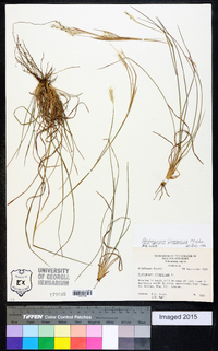 Andropogon ternarius image