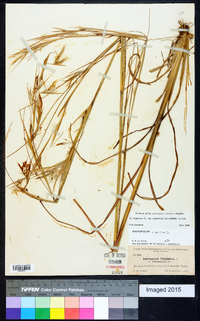 Andropogon virginicus var. virginicus image