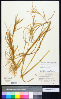 Andropogon virginicus var. virginicus image