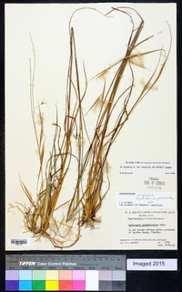 Andropogon virginicus var. virginicus image