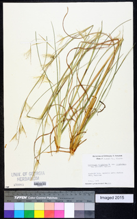 Andropogon virginicus var. virginicus image