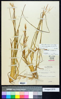 Andropogon virginicus var. virginicus image