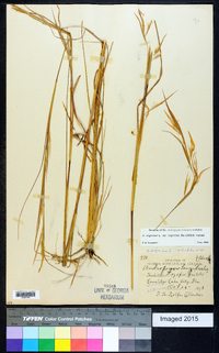 Andropogon virginicus var. virginicus image