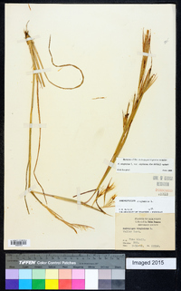 Andropogon virginicus var. virginicus image