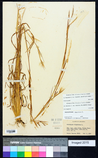 Andropogon virginicus var. virginicus image