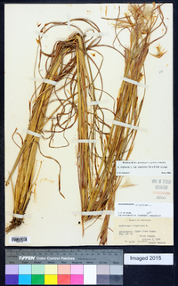 Andropogon virginicus var. virginicus image