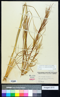 Andropogon virginicus var. virginicus image