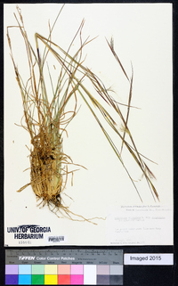 Andropogon virginicus var. virginicus image