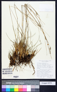 Andropogon lateralis image