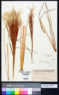 Andropogon bicornis image