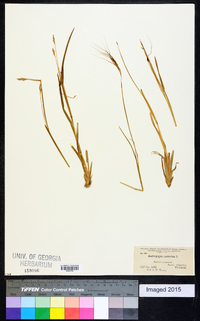 Heteropogon contortus image