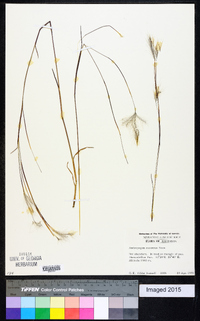 Andropogon eucomus image