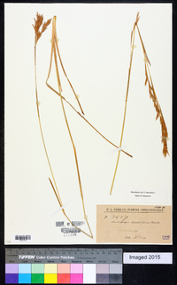 Andropogon virgatus image