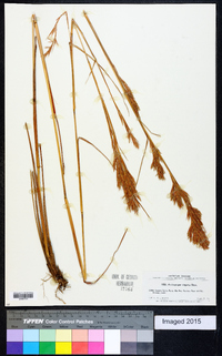 Andropogon virgatus image