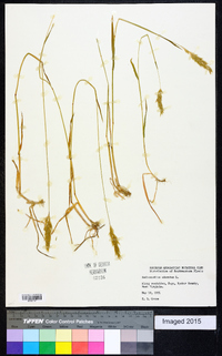 Anthoxanthum odoratum image