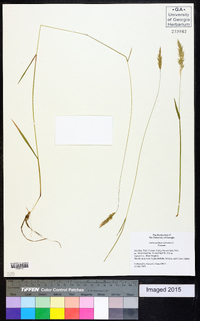 Anthoxanthum odoratum image