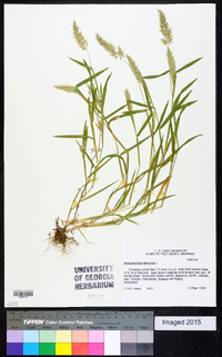 Anthoxanthum odoratum image