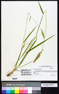 Anthoxanthum odoratum image