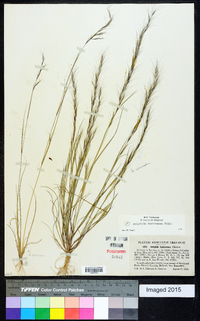 Aristida basiramea image