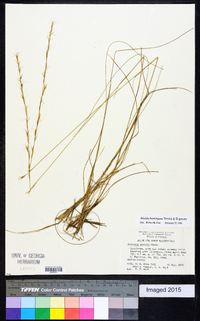 Aristida beyrichiana image