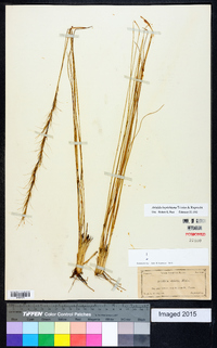 Aristida beyrichiana image