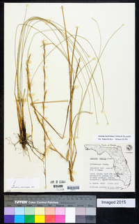 Aristida beyrichiana image