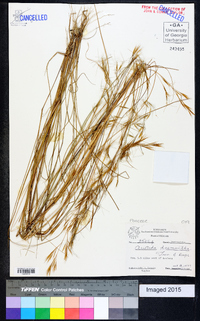 Aristida desmantha image