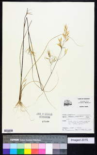 Aristida desmantha image