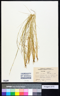 Aristida dichotoma image