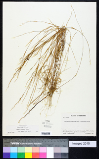 Aristida dichotoma image