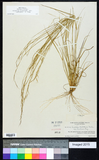 Aristida dichotoma var. curtissii image