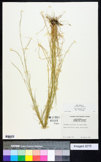 Aristida dichotoma var. dichotoma image