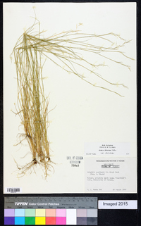 Aristida dichotoma image