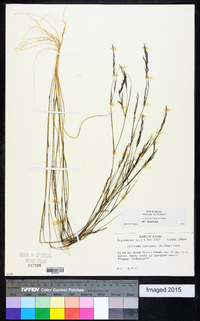 Aristida dichotoma image