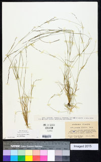 Aristida dichotoma image