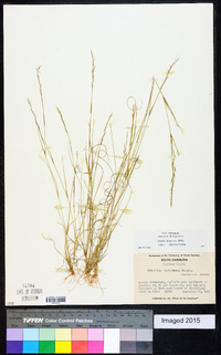 Aristida dichotoma var. dichotoma image