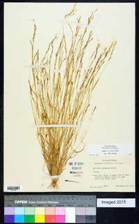 Aristida dichotoma var. dichotoma image