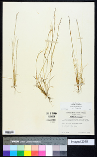 Aristida dichotoma var. dichotoma image