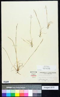 Aristida dichotoma var. dichotoma image