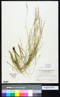 Aristida dichotoma image