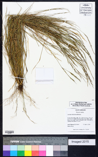 Aristida dichotoma image