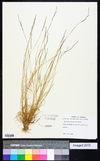 Aristida dichotoma image