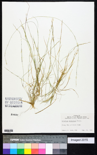 Aristida dichotoma image